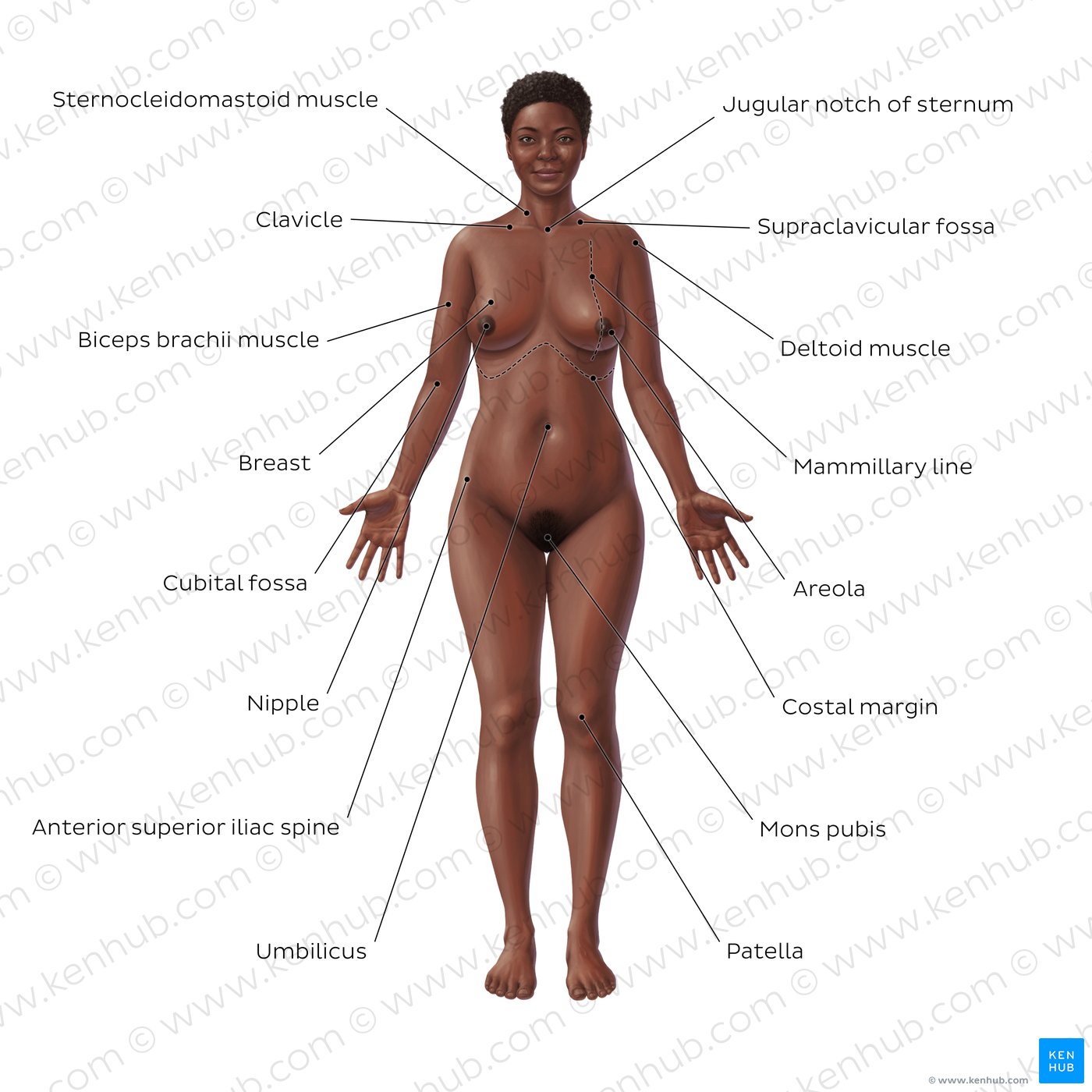 TJX8gUtPYu2JVoKO5Ajl5A_body-surface-anatomy-black-anterior_english.jpg